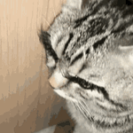IMG_2975.gif