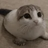 emo